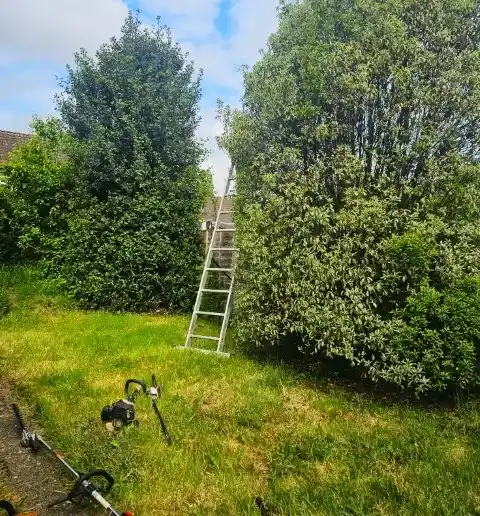 Tree care and removals service